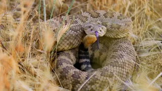 Planeta Kalifornie (2/2)