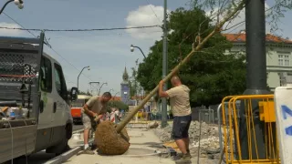 Zasaďme sa o stromy