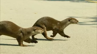 Kráľovstvo divočiny: Vydry, Singapur