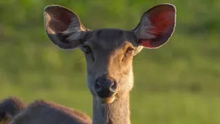 Divoká tvár Thajska: Boj o prežitie (1/2)