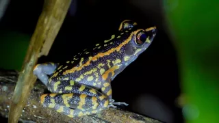 Divoká tvár Thajska: Boj o prežitie (1/2)