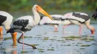 Divoká tvár Thajska: Boj o prežitie (1/2)