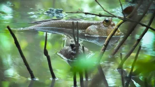 Divoká tvár Thajska: Boj o prežitie (1/2)