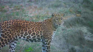 Divoká tvár Thajska: Boj o prežitie (1/2)