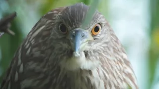 Divoká tvár Thajska: Boj o prežitie (1/2)