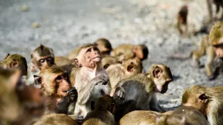 Divoká tvár Thajska: Boj o prežitie (1/2)