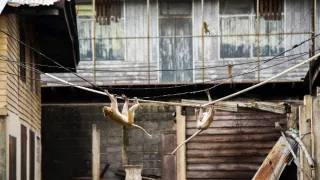 Divoká tvár Thajska: Boj o prežitie (1/2)