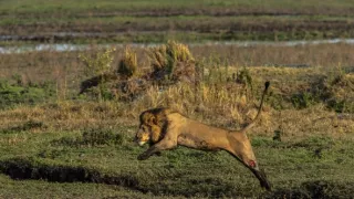 Okavango - rieka snov (1/4)