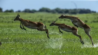 Okavango - rieka snov (1/4)