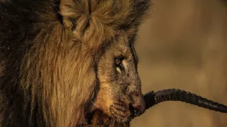 Okavango - rieka snov (1/4)