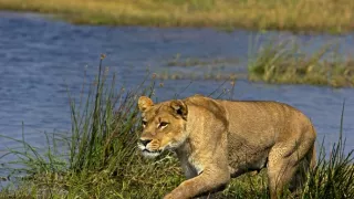 Okavango - rieka snov (1/4)