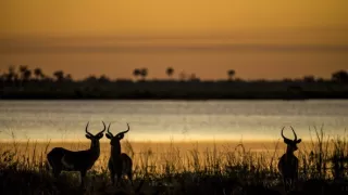 Okavango - rieka snov (1/4)