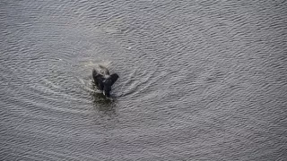 Okavango - rieka snov (1/4)