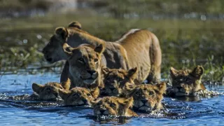 Okavango - rieka snov (1/4)