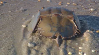 Ochrana a zbrane v prírode