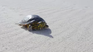 Ochrana a zbrane v prírode