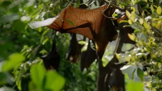 Ochrana a zbrane v prírode