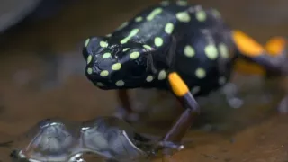 Ochrana a zbrane v prírode