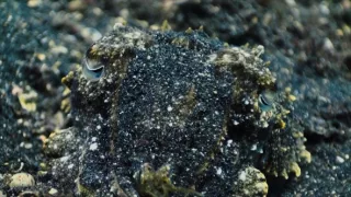 Ochrana a zbrane v prírode