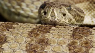 Ochrana a zbrane v prírode