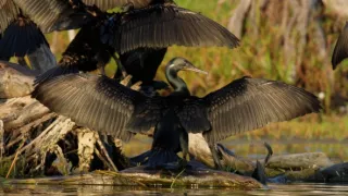 Ochrana a zbrane v prírode