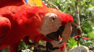 Ochrana a zbrane v prírode