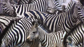 Ochrana a zbrane v prírode