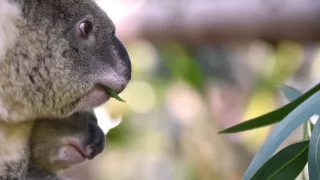 Úžasné zvieracie rodiny (10/10)