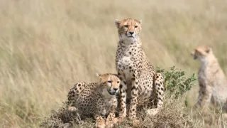 Úžasné zvieracie rodiny (10/10)