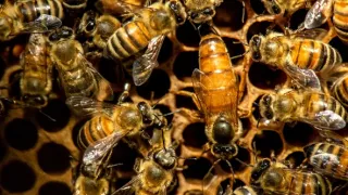 Úžasné zvieracie rodiny (10/10)