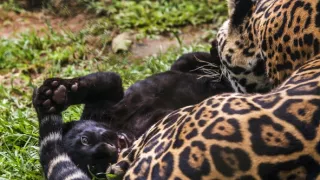 Úžasné zvieracie rodiny (10/10)