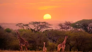 Úžasné zvieracie rodiny (10/10)