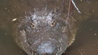 Najväčší zabijaci Afriky III (2)