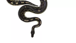 Krajty, nelegální obchody s exotickými zvířaty