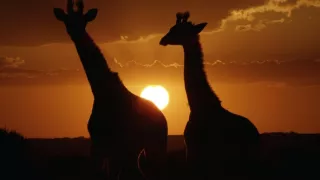 Zázračná planeta: Serengeti III (6/6)