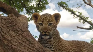 Zázračná planeta: Serengeti III (6/6)