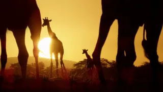 Zázračná planeta: Serengeti III (6/6)