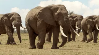 Zázračná planeta: Serengeti III (6/6)