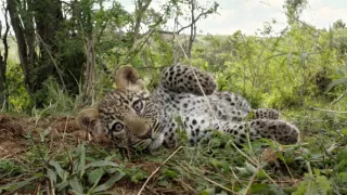 Zázračná planeta: Serengeti III (6/6)