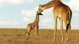 Zázračná planeta: Serengeti III (6/6)