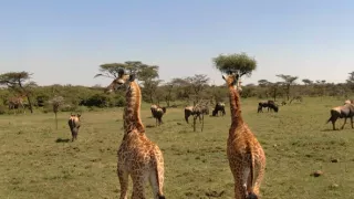 Zázračná planeta: Serengeti III (6/6)