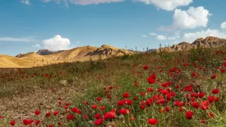 Anjeli zo Sindžáru