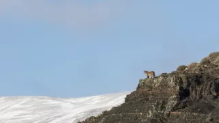 Puma - legenda z pohoří And