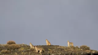 Puma - legenda z pohoří And