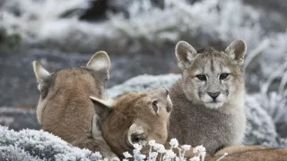Puma - legenda z pohoří And