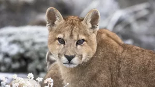 Puma - legenda z pohoří And