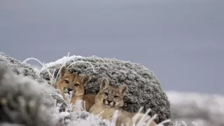 Puma - legenda z pohoří And