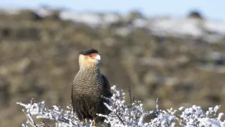 Puma - legenda z pohoří And