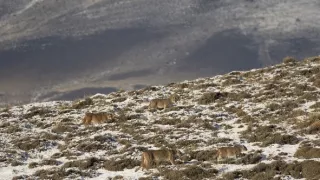 Puma - legenda z pohoří And