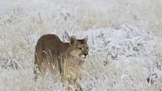 Puma - legenda z pohoří And